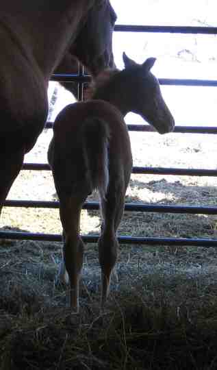 Cupid, 2009 colt